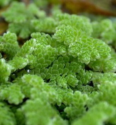 آزولا کارولینا